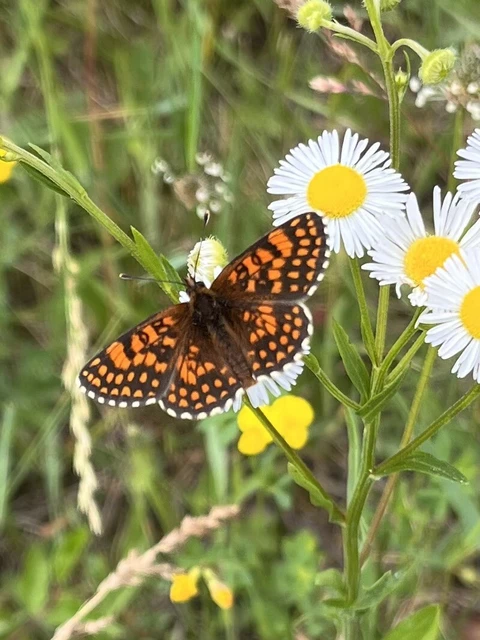 Melitaea
