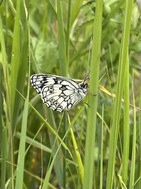 Melanargia galathea - sakktáblalepke