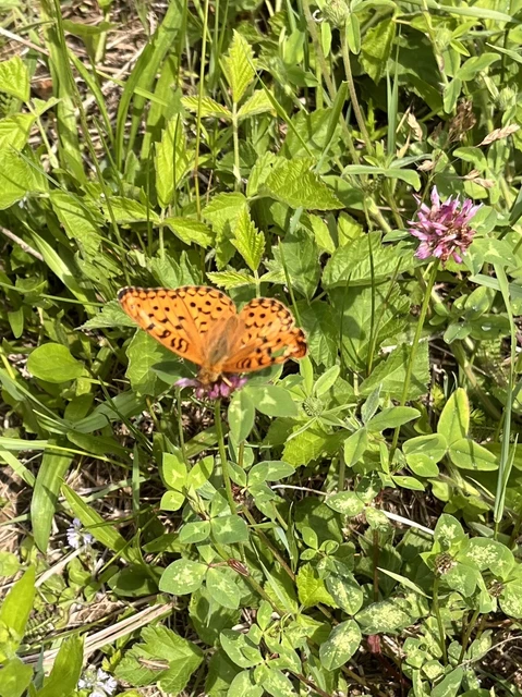 Argynnis adippe - ezüstös gyöngyházlepke