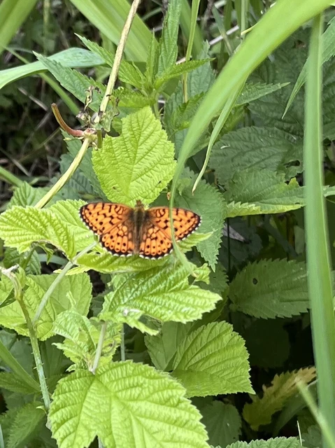 Argynnis niobe - ibolya-gyöngyházlepke