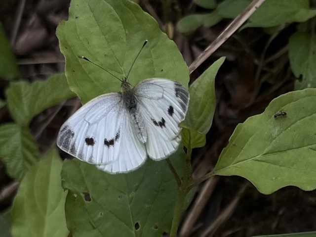 Pieris napi - repcelepke