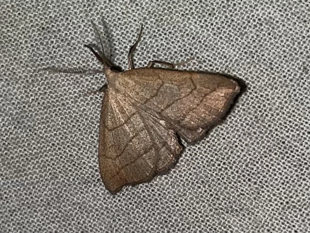 Polypogon tentacularia - sötétaljú karcsúbagoly