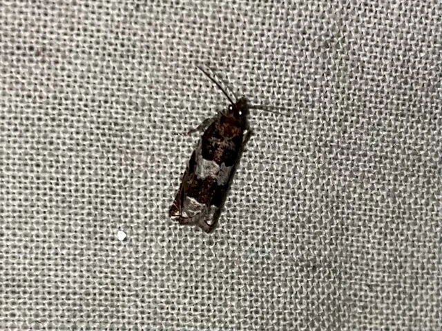 Ancylis achatana - márványos horgasmoly