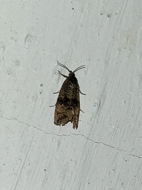 Celypha striana - pitypangfúró tükrösmoly
