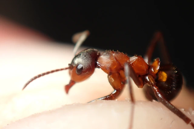 Formica rufa - erdei vöröshangya