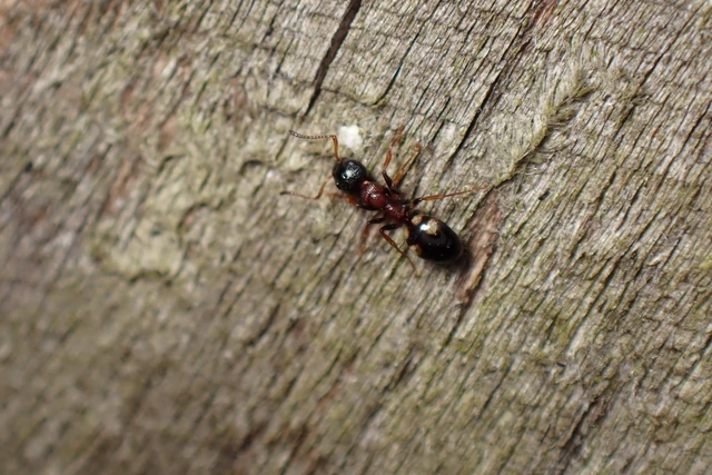 Dolichoderus quadripunctatus - négypettyes erdeihangya