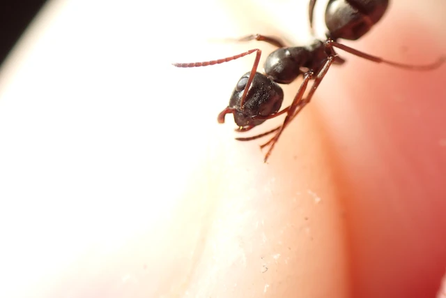 Formica fusca - kormos rabszolgahangya
