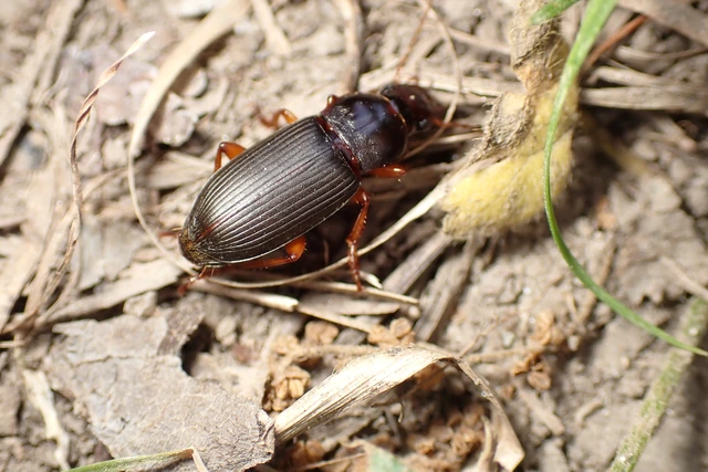 Harpalus