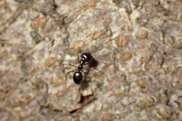 Lasius fuliginosus - kartonépítő fahangya