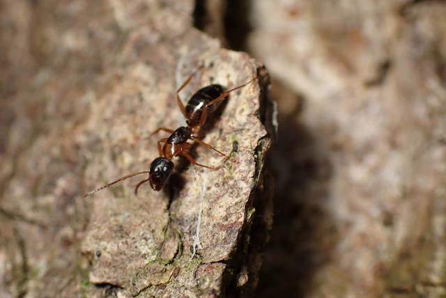 Camponotus fallax - ligeti lóhangya