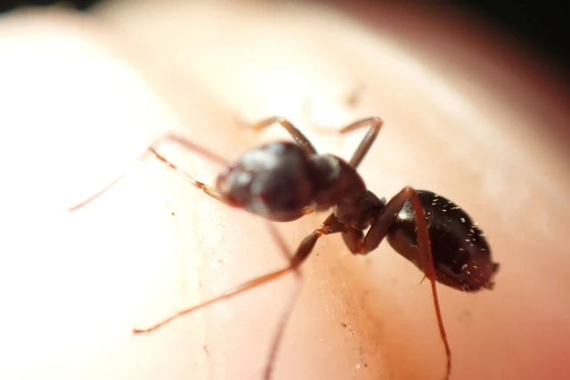 Formica fusca - kormos rabszolgahangya