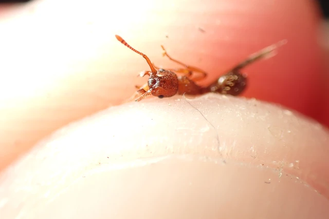 Myrmica sabuleti - gyakori bütyköshangya