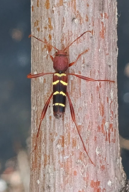 Neoclytus acuminatus - amerikai darázscincér