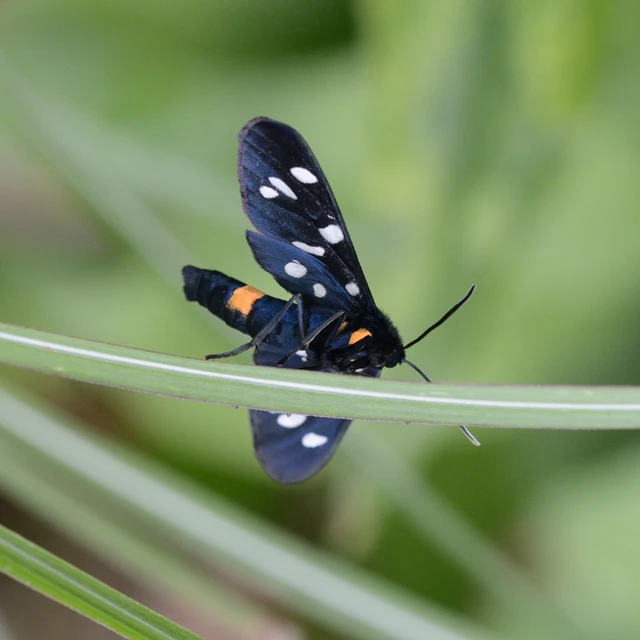 Amata phegea - fehérpettyes álcsüngőlepke