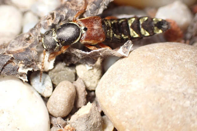 Staphylinus caesareus - aranysujtásos holyva