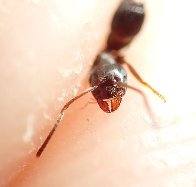 Lasius niger - közönséges feketehangya