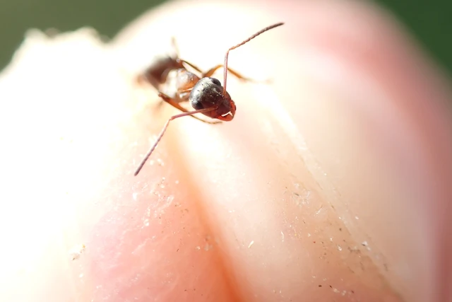 Formica rufibarbis - vörös rabszolgahangya