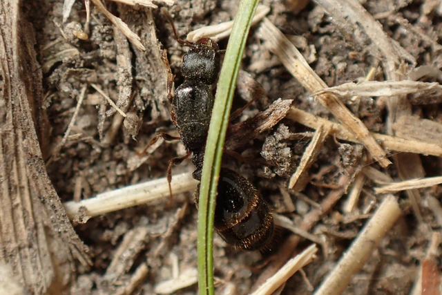 Tetramorium