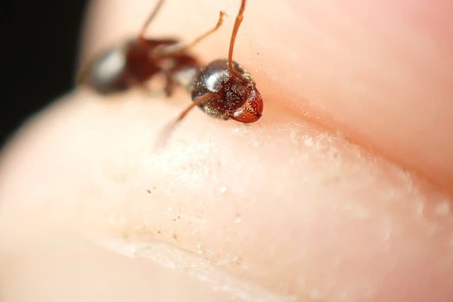 Lasius niger - közönséges feketehangya