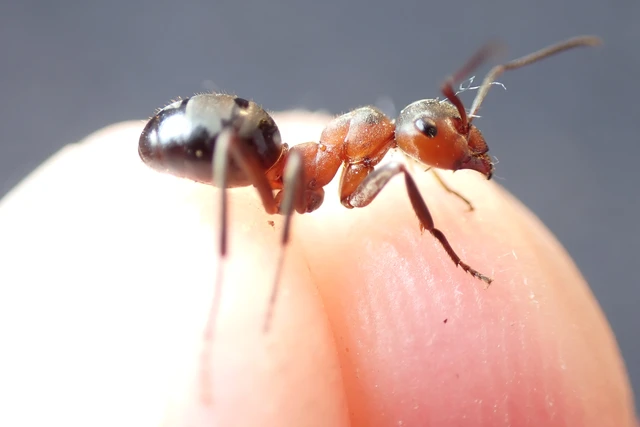 Formica pratensis - réti vöröshangya