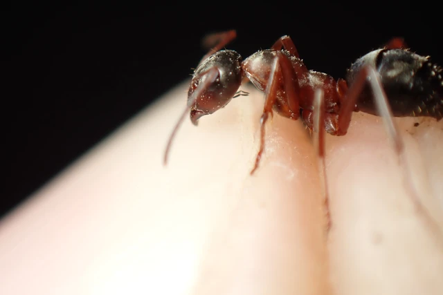 Formica cunicularia - gyakori rabszolgahangya