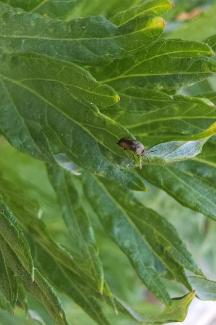 Mordellidae - marókafélék