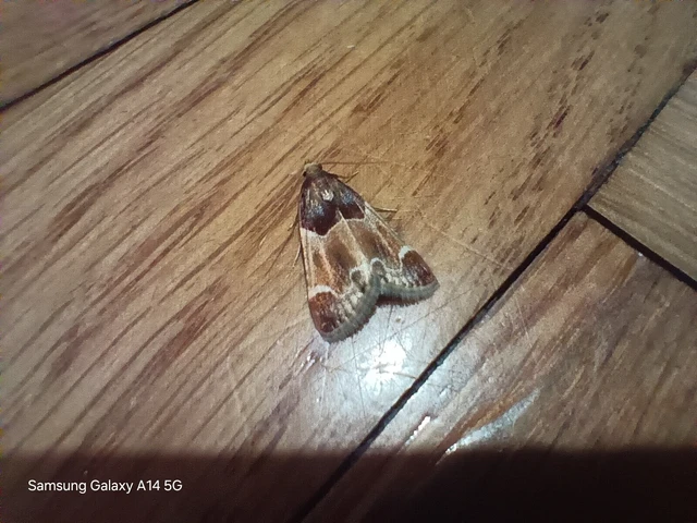 Pyralis farinalis - lisztilonca