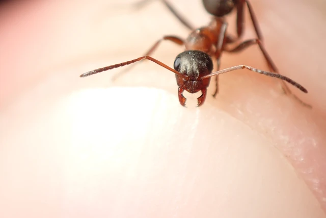 Formica rufibarbis - vörös rabszolgahangya