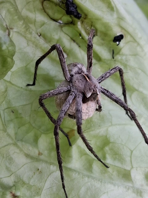 Pisauridae - csodáspókok