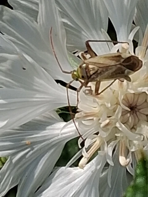 Adelphocoris lineolatus - lucernapoloska