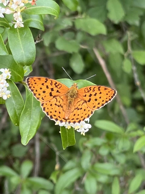 Brenthis daphne - málna-gyöngyházlepke