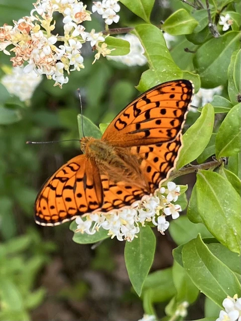 Argynnis adippe - ezüstös gyöngyházlepke
