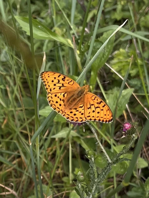 Argynnis adippe - ezüstös gyöngyházlepke