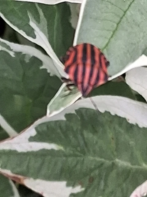 Graphosoma italicum - csíkos pajzsospoloska