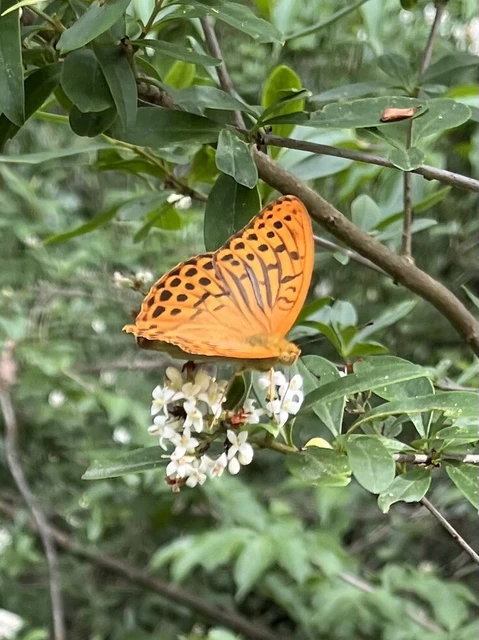 Argynnis paphia - nagy gyöngyházlepke