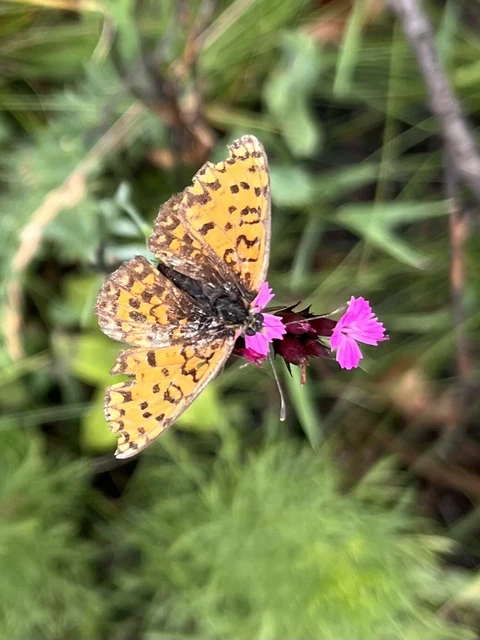 Melitaea trivia - kis tarkalepke
