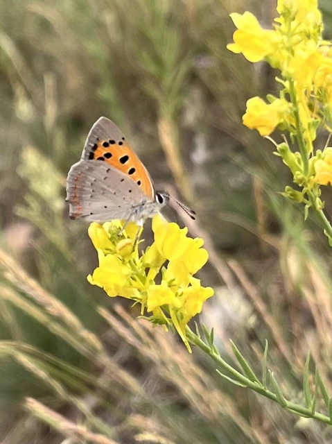 Lycaena phlaeas - közönséges tűzlepke Lycaena phlaeas - közönséges tűzlepke