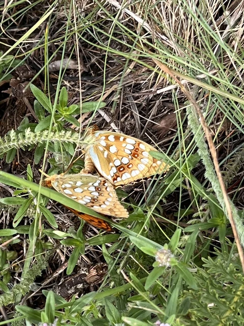 Argynnis adippe - ezüstös gyöngyházlepke
