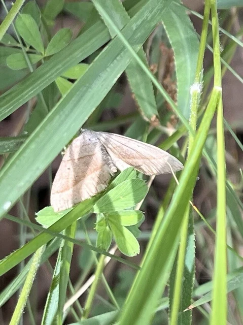 Scotopteryx mucronata/luridata/ignorata