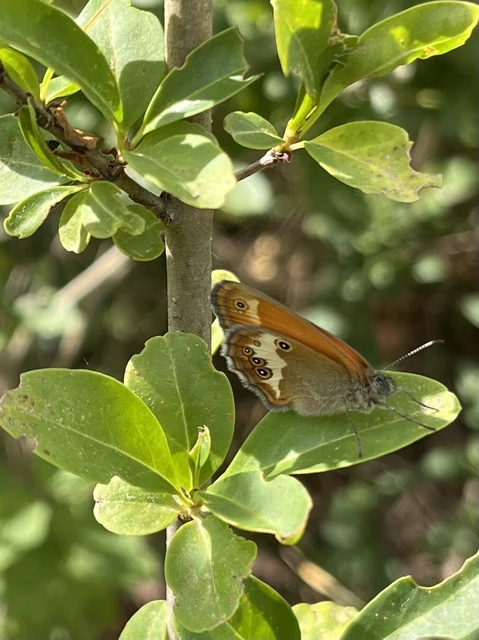 Coenonympha arcania - fehéröves szénalepke