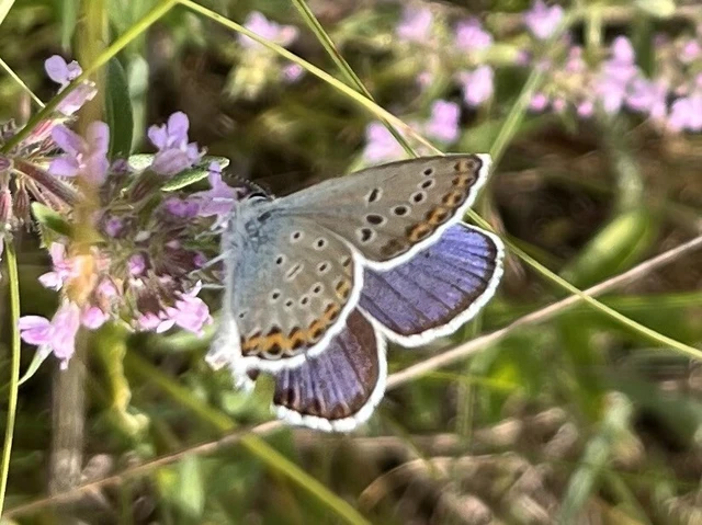 Plebejus argus - ezüstös boglárka