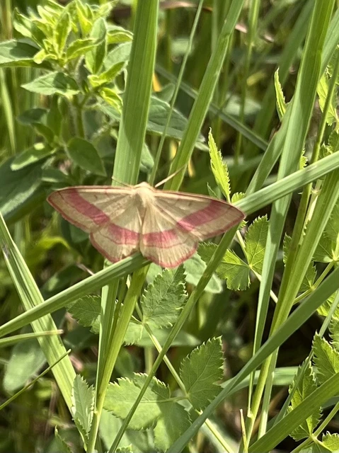 Rhodostrophia vibicaria - pirosszélű araszoló