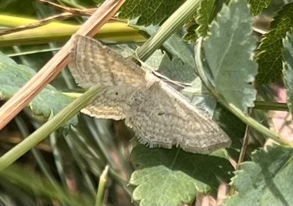 Scopula virgulata - vesszős sávosaraszoló