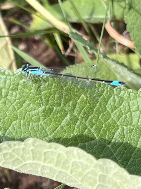 Ischnura elegans pontica - kéköves légivadász