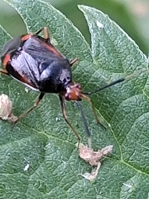 Deraeocoris ruber - vöröses mezeipoloska