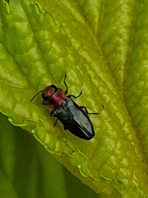 Anthaxia signaticollis - keleti virágdíszbogár