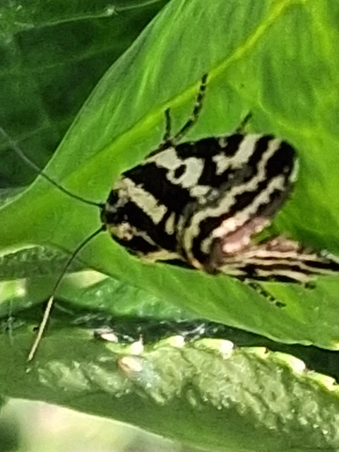 Emmelia trabealis - zebrabagoly