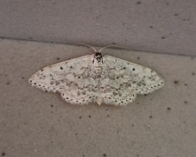 Scopula marginepunctata - pettyes sávosaraszoló
