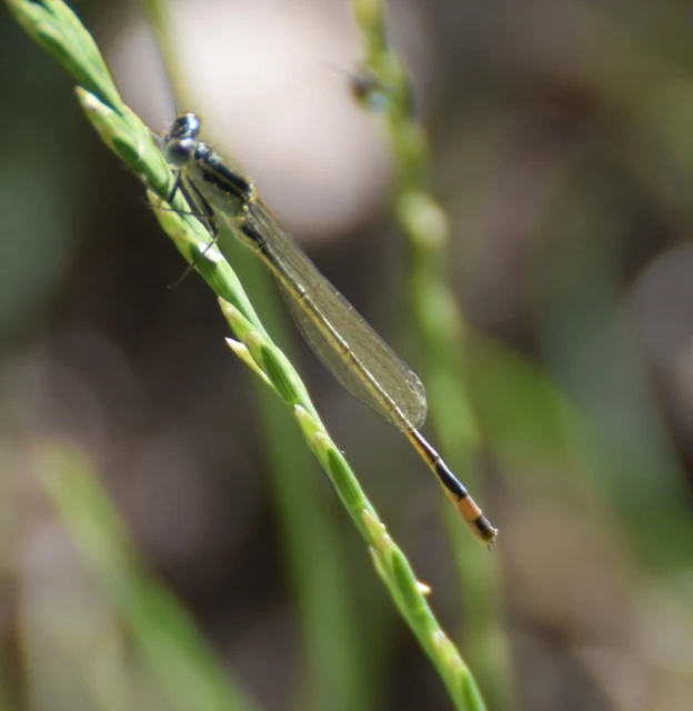 Ischnura elegans pontica - kéköves légivadász