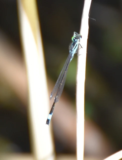Ischnura elegans pontica - kéköves légivadász